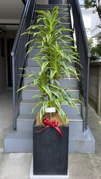 カード付きの光触媒造花観葉植物 ドラセナワネッキー（コンクリート風大型スクエア鉢・ブラック）の画像