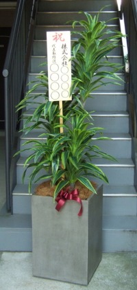 立札付きの光触媒造花観葉植物 ドラセナワネッキー（コンクリート風大型スクエア鉢・グレイ）の画像