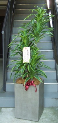 8寸立札付きの光触媒造花観葉植物 ドラセナワネッキー（コンクリート風大型スクエア鉢・グレイ）の画像