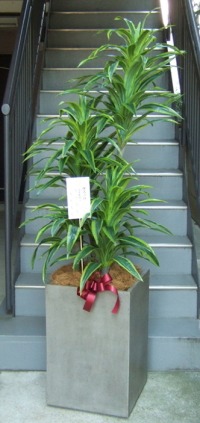 名札付きの光触媒造花観葉植物 ドラセナワネッキー（コンクリート風大型スクエア鉢・グレイ）の画像