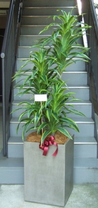 カード付きの光触媒造花観葉植物 ドラセナワネッキー（コンクリート風大型スクエア鉢・グレイ）の画像