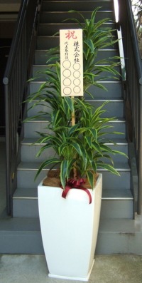 立札付きの光触媒造花観葉植物 ドラセナワネッキー（グラスファイバー製大型スクエア鉢）の画像