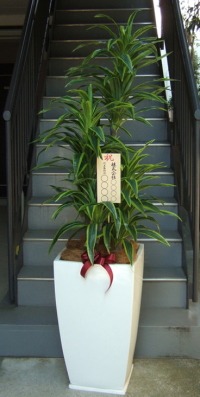 8寸立札付きの光触媒造花観葉植物 ドラセナワネッキー（グラスファイバー製大型スクエア鉢）の画像