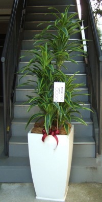 名札付きの光触媒造花観葉植物 ドラセナワネッキー（グラスファイバー製大型スクエア鉢）の画像