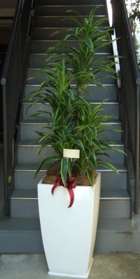 カード付きの光触媒造花観葉植物 ドラセナワネッキー（グラスファイバー製大型スクエア鉢）の画像