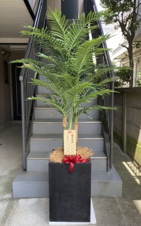8寸立札付きの光触媒造花観葉植物 アレカヤシ（コンクリート風大型スクエア鉢・ブラック）の画像