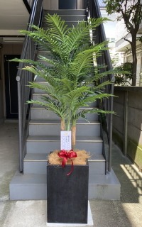 名札付きの光触媒造花観葉植物 アレカヤシ（コンクリート風大型スクエア鉢・ブラック）の画像