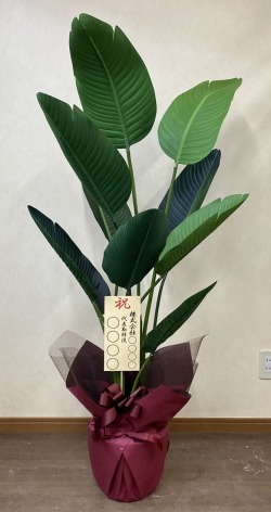 8寸立札付きの光触媒造花観葉植物・オーガスタのイメージ画像