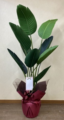 名札付きの光触媒造花観葉植物・オーガスタのイメージ画像