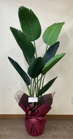 カード付きの光触媒造花観葉植物・オーガスタのイメージ画像