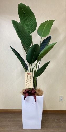 8寸立札付きの光触媒造花観葉植物・オーガスタ（陶器鉢W04）のイメージ画像