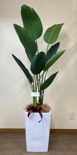 カード付きの光触媒造花観葉植物・オーガスタ（陶器鉢W04）のイメージ画像