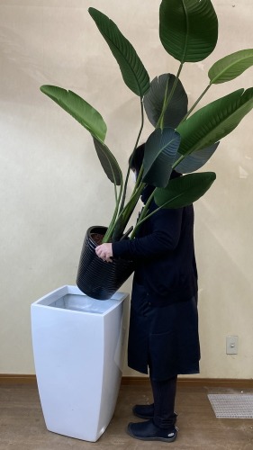 大型鉢に観葉植物をセットするイメージ画像