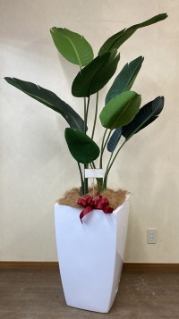 カード付きの光触媒造花観葉植物 ファイバーグラス製スクエア鉢の画像