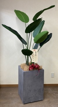 8寸立札付きの光触媒造花観葉植物 コンクリート風大型スクエア鉢（グレイ）の画像