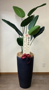 立札付きの光触媒造花観葉植物 オーガスタ・樹脂製特大鉢クリアブラックの画像