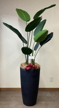 カード付きの光触媒造花観葉植物 オーガスタ・樹脂製特大鉢クリアブラックの画像