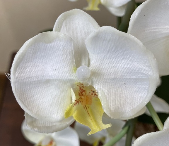 光触媒造花胡蝶蘭ミニの花弁（白）の画像