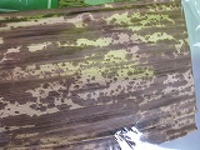 天然竹の皮大7枚セット天然竹の皮